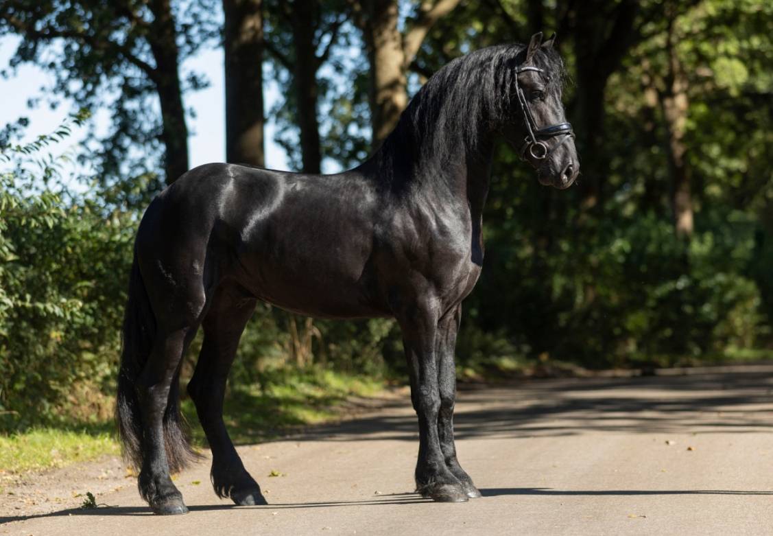 VESPER – Étalon Frison 2022 – Jouwe × Omer