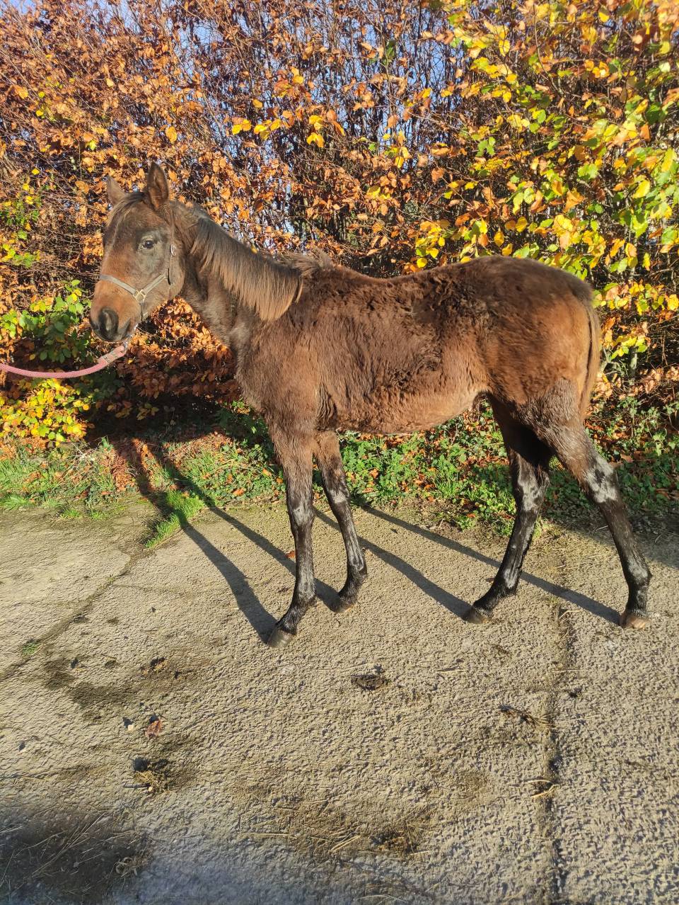 Opportunité : grande pouliche de sport