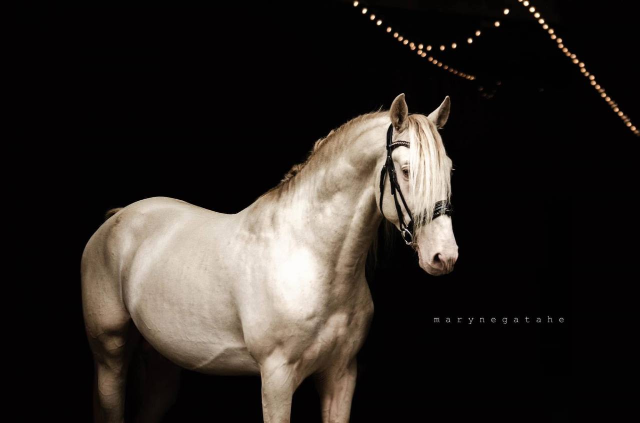 Lucero del sol étalon PRE apto