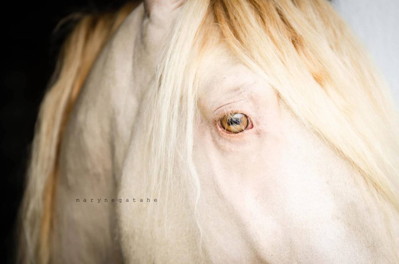 Lucero del sol étalon PRE apto