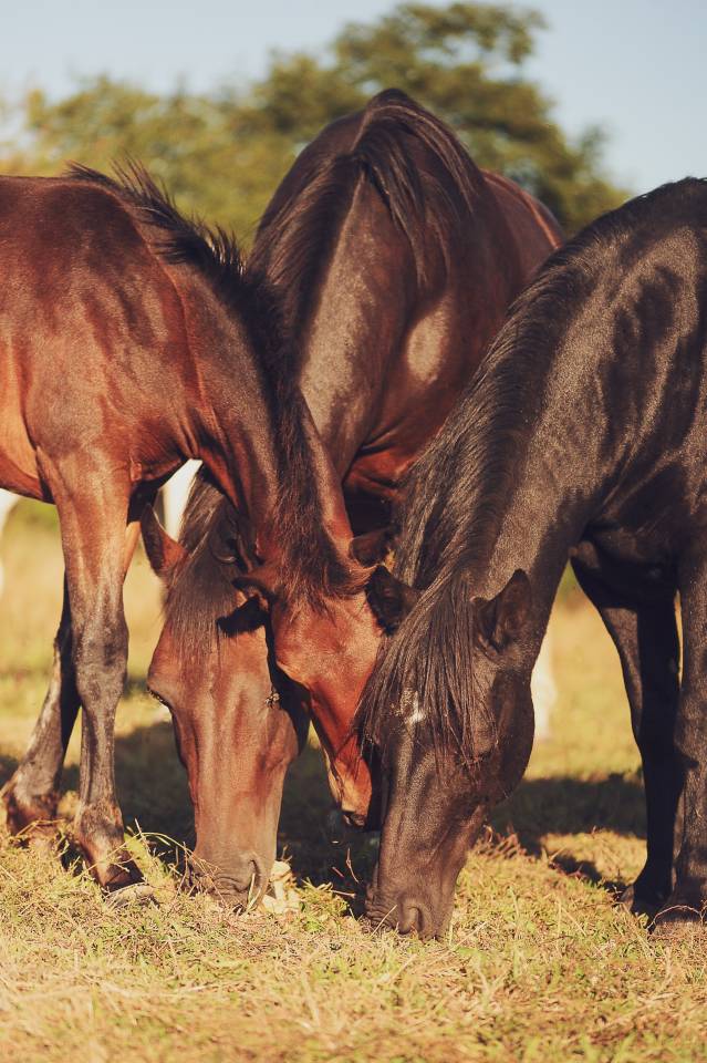 Poulain 2025 par Boxoffice du pena