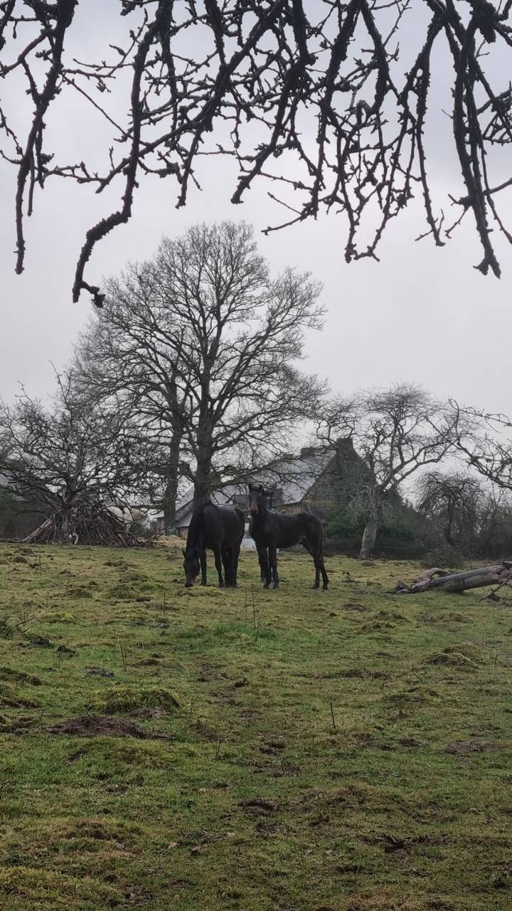 Poulain 2025 par Boxoffice du pena