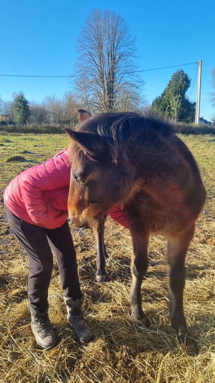 Poulain 2025 par Boxoffice du pena