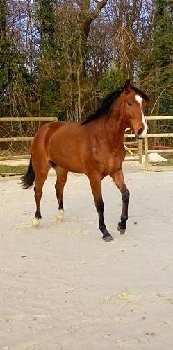 Offre stage dans écurie de propriétaires