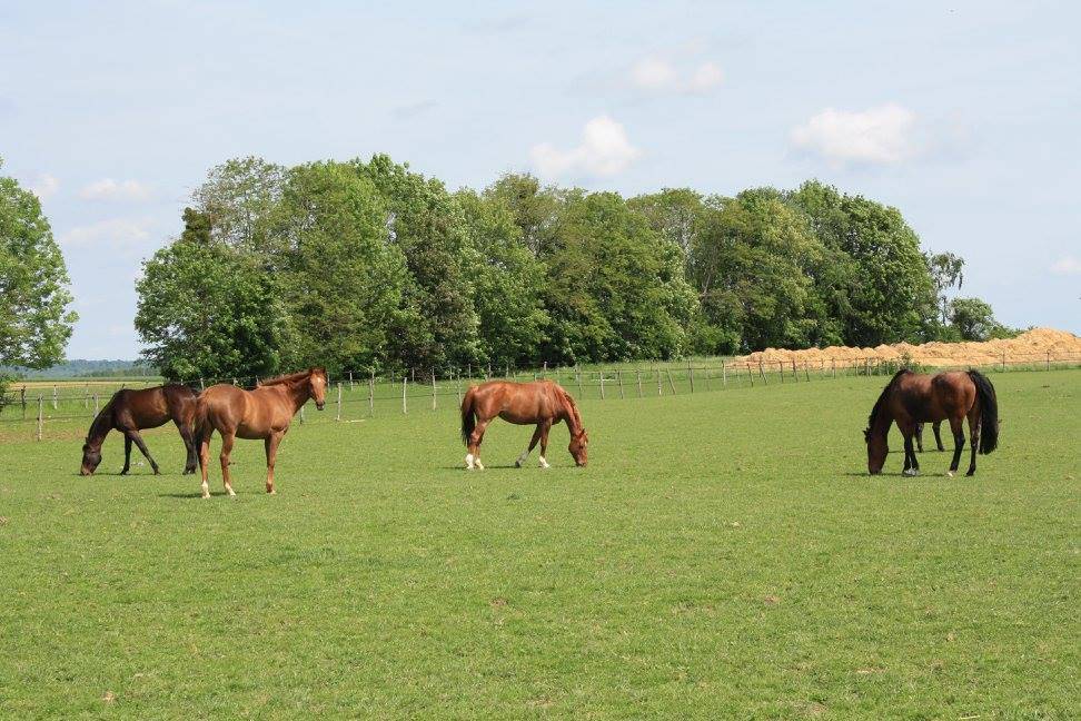 Offre stage dans écurie de propriétaires