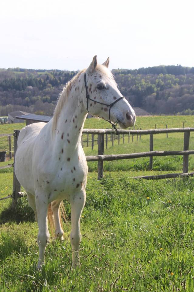 Appaloosa