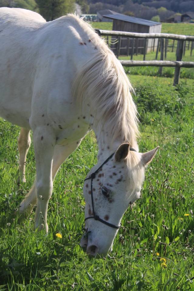 Appaloosa
