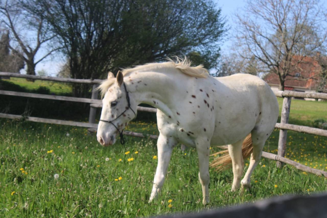 Appaloosa