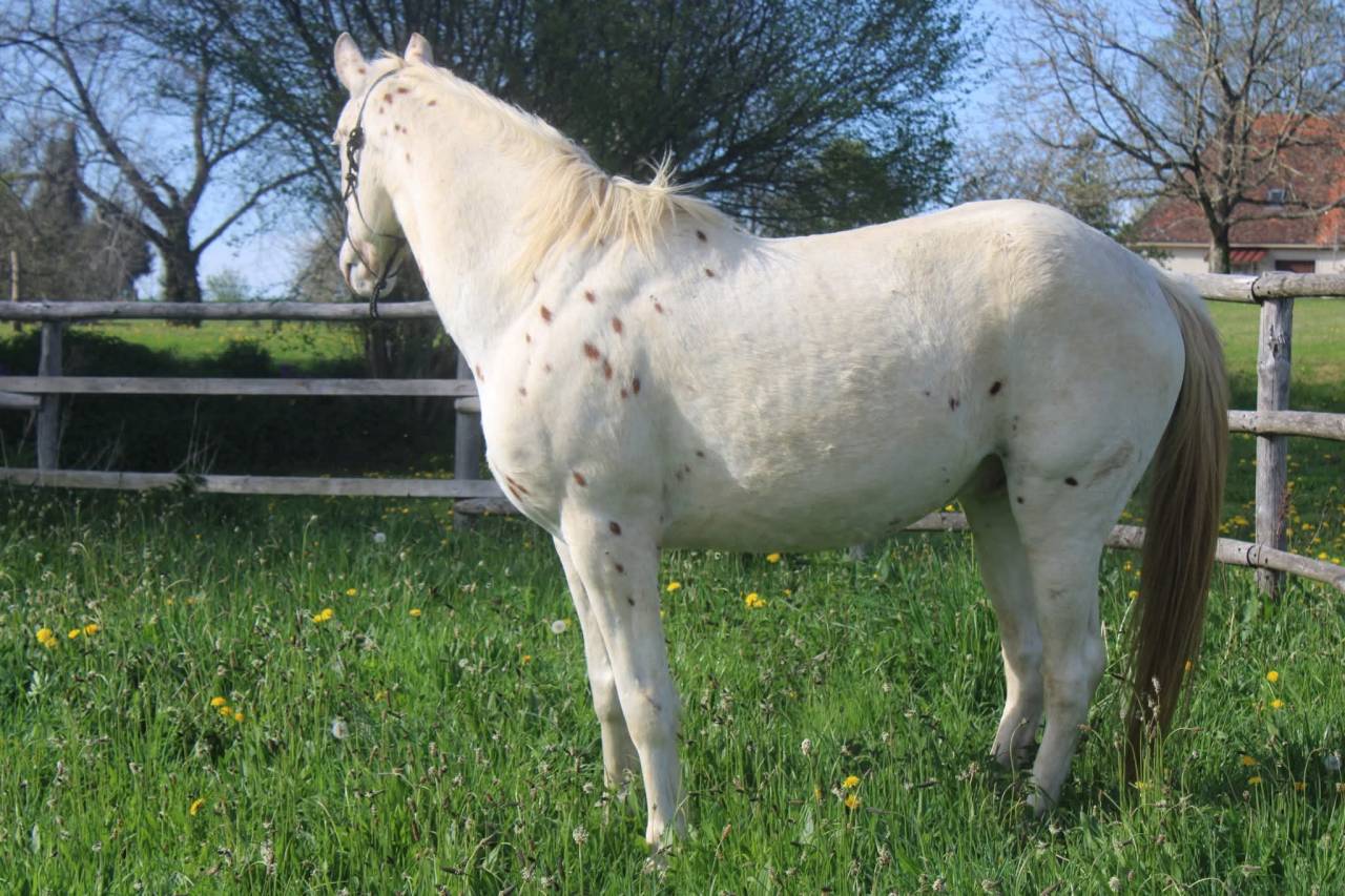 Appaloosa