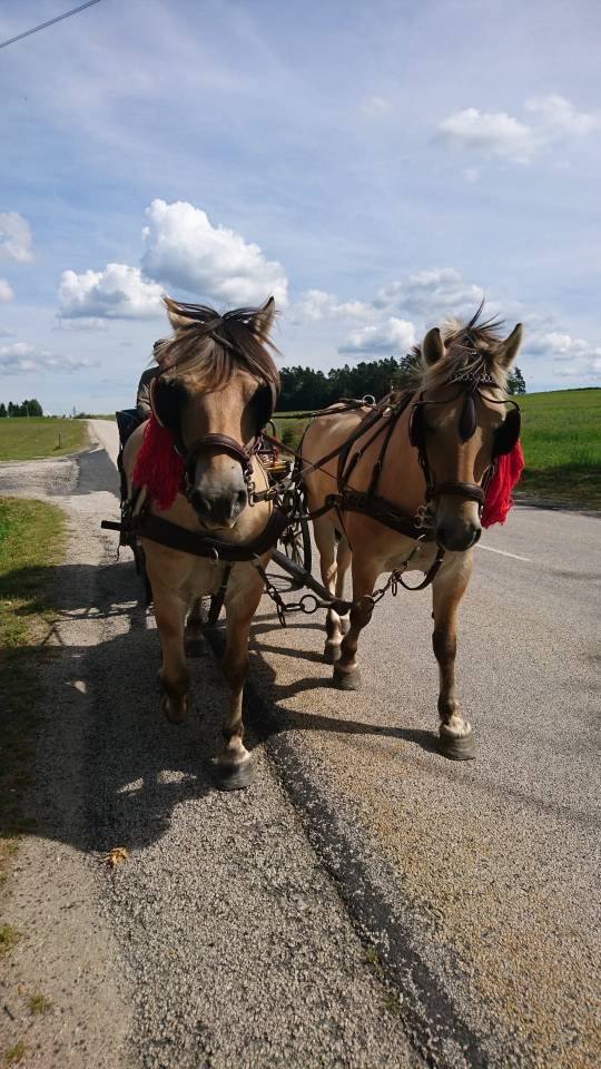 Fjords PP attelés en paire 