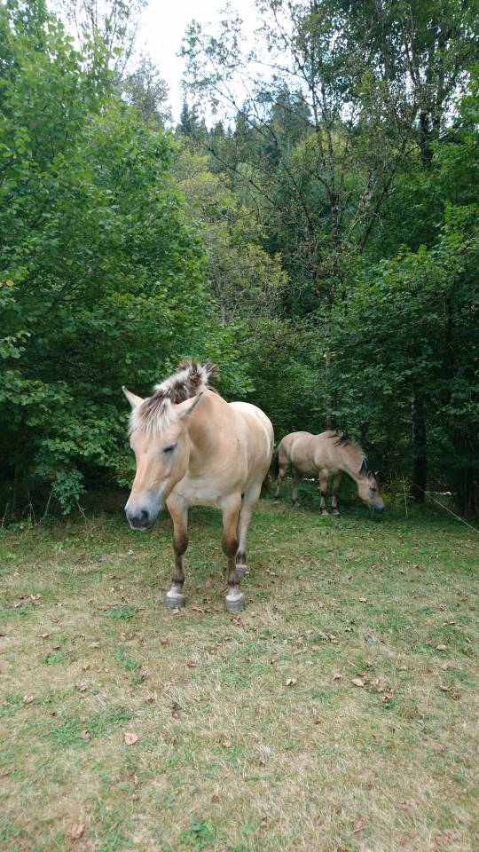Fjords PP attelés en paire 