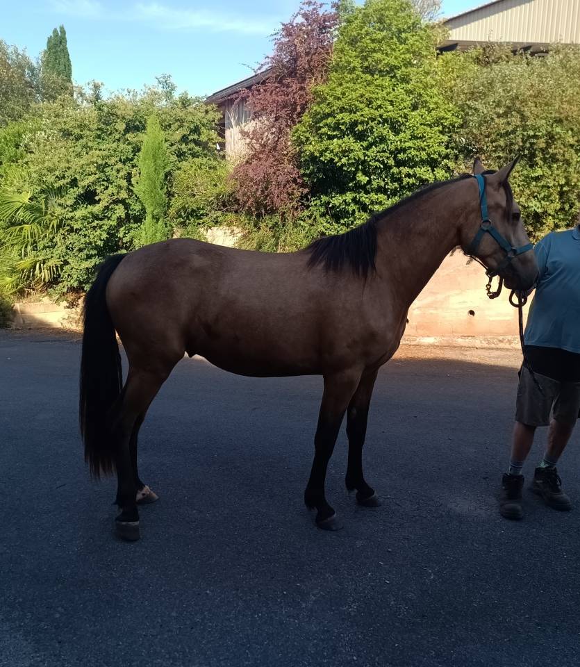 Jeune hongre de 2 ans 1/2 