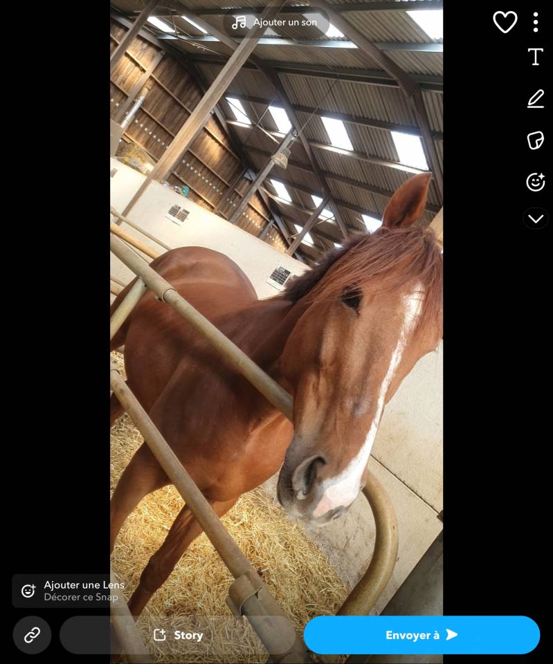 HONGRE - PUR SANG - ALEZAN