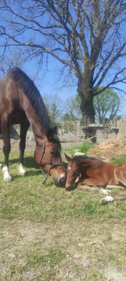 Jument poulini&egrave;re SF.A