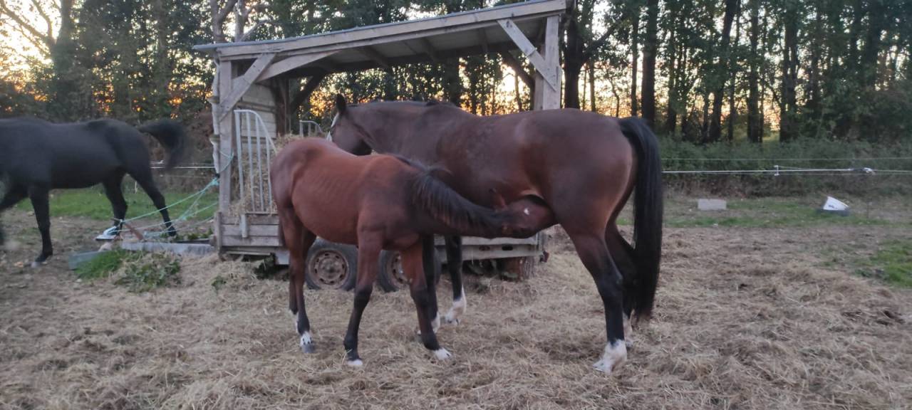 Jument poulini&egrave;re SF.A