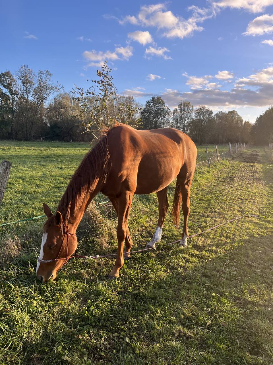 Jument pur sang 4 ans 