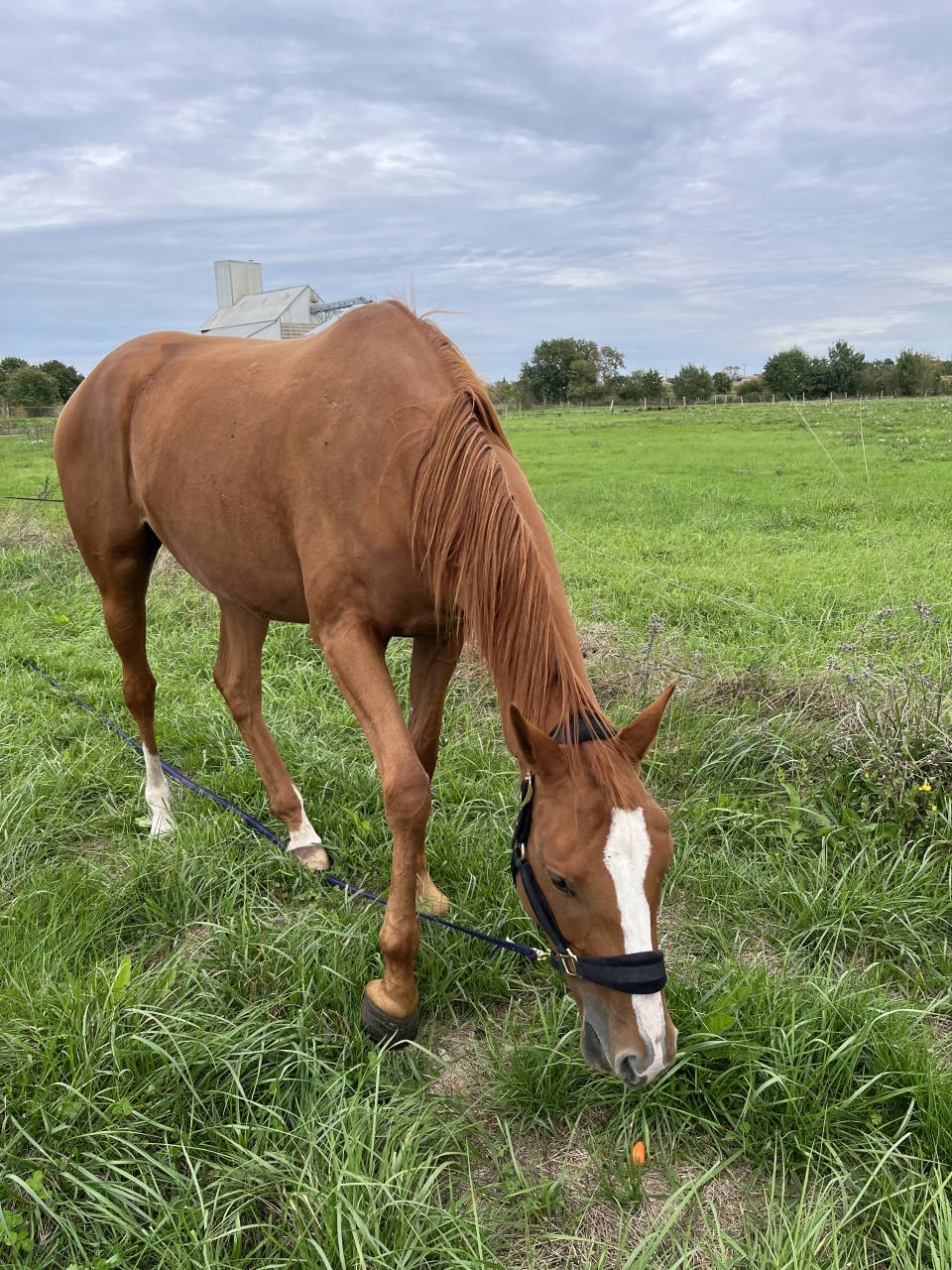 Jument pur sang 4 ans 