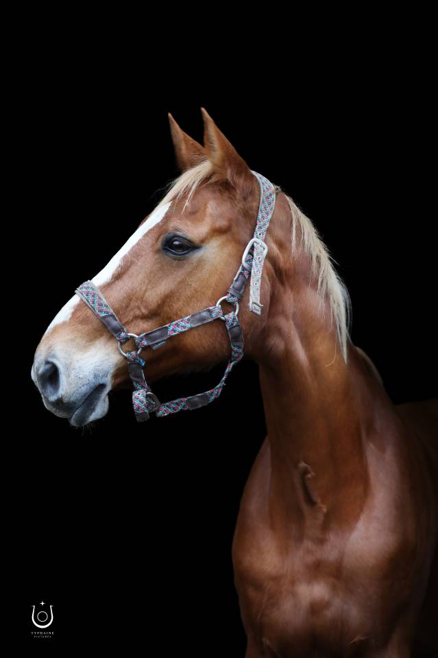 apple : sous le sapin