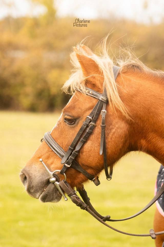 patriot : sous le sapin