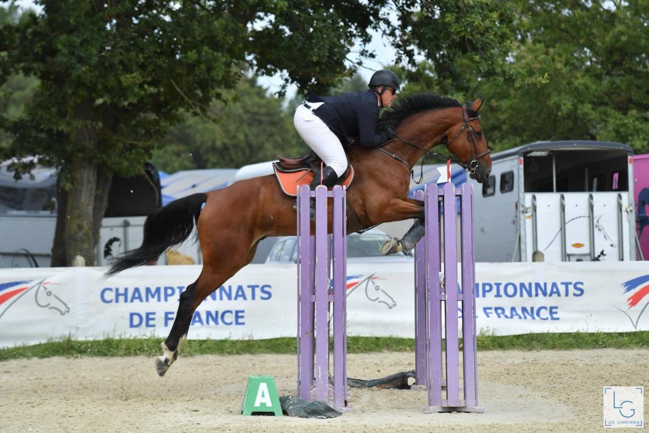 Hongre, Selle Français, 9 ans 