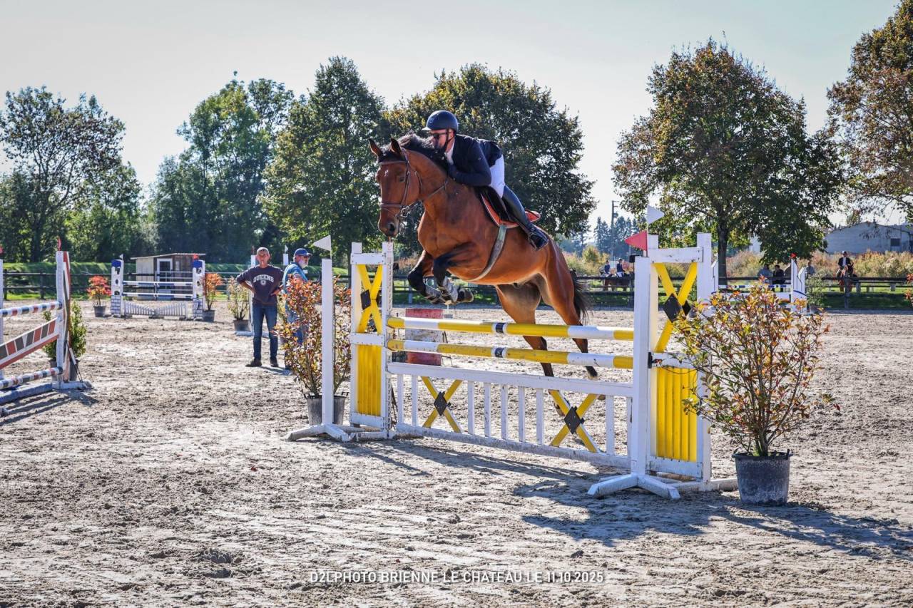 Hongre, Selle Français, 9 ans 