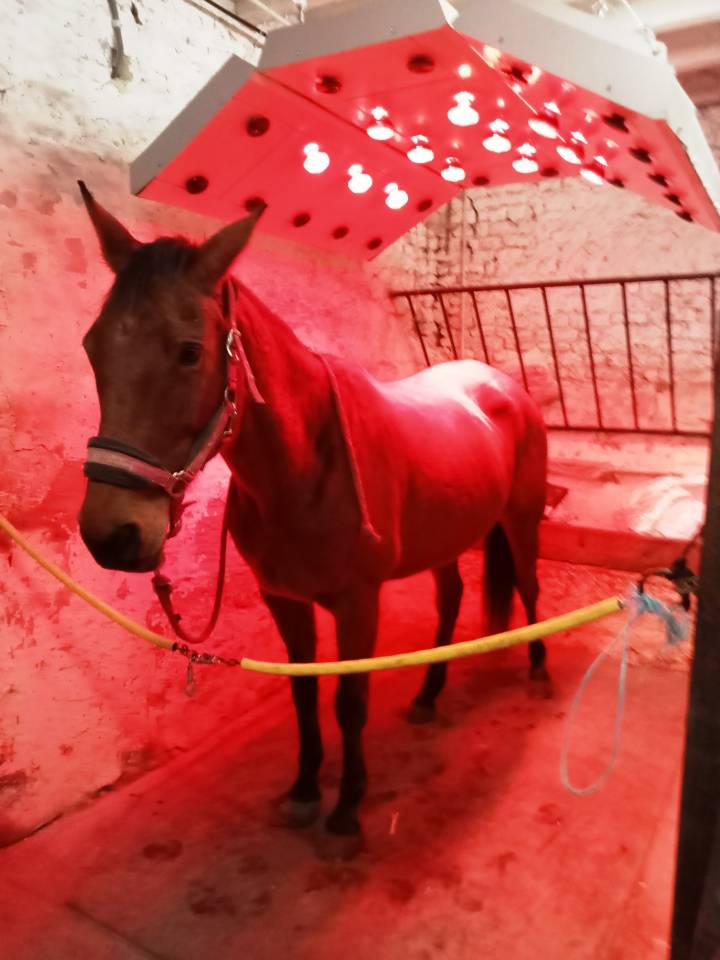 Pension box/paddock &ndash; Foin &agrave; volont&eacute; &ndash; Sorties 7j/7