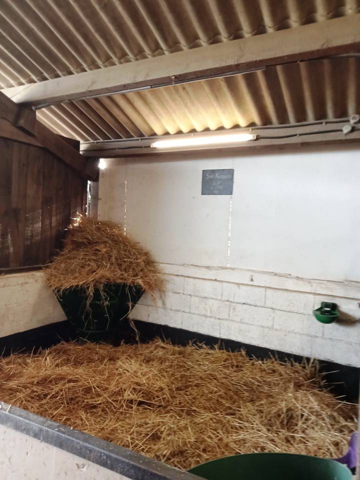 Pension box/paddock &ndash; Foin &agrave; volont&eacute; &ndash; Sorties 7j/7