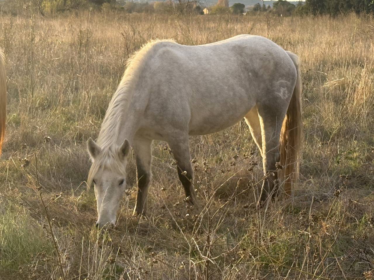 Pouliche Camargue pp