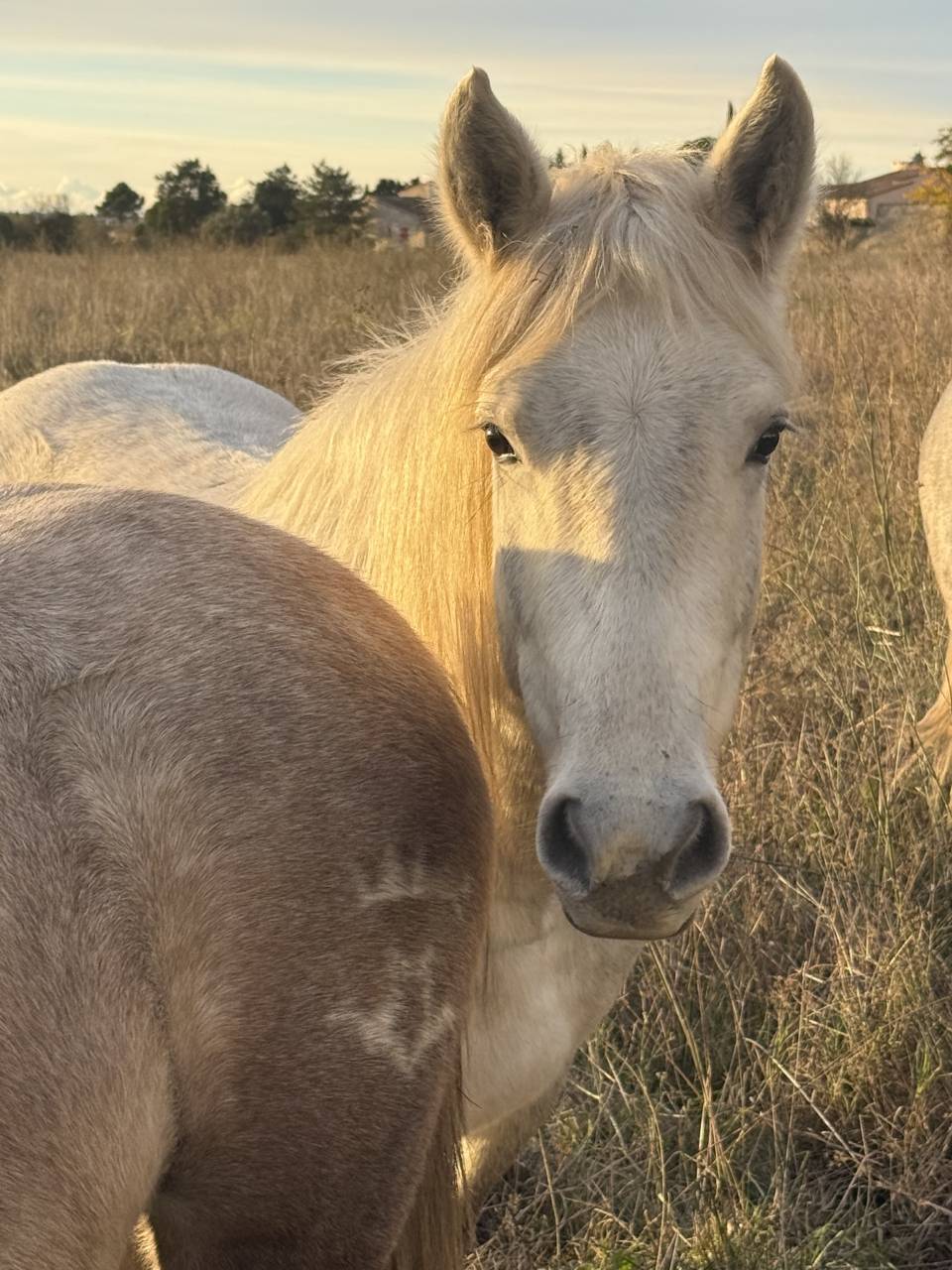 Pouliche Camargue pp