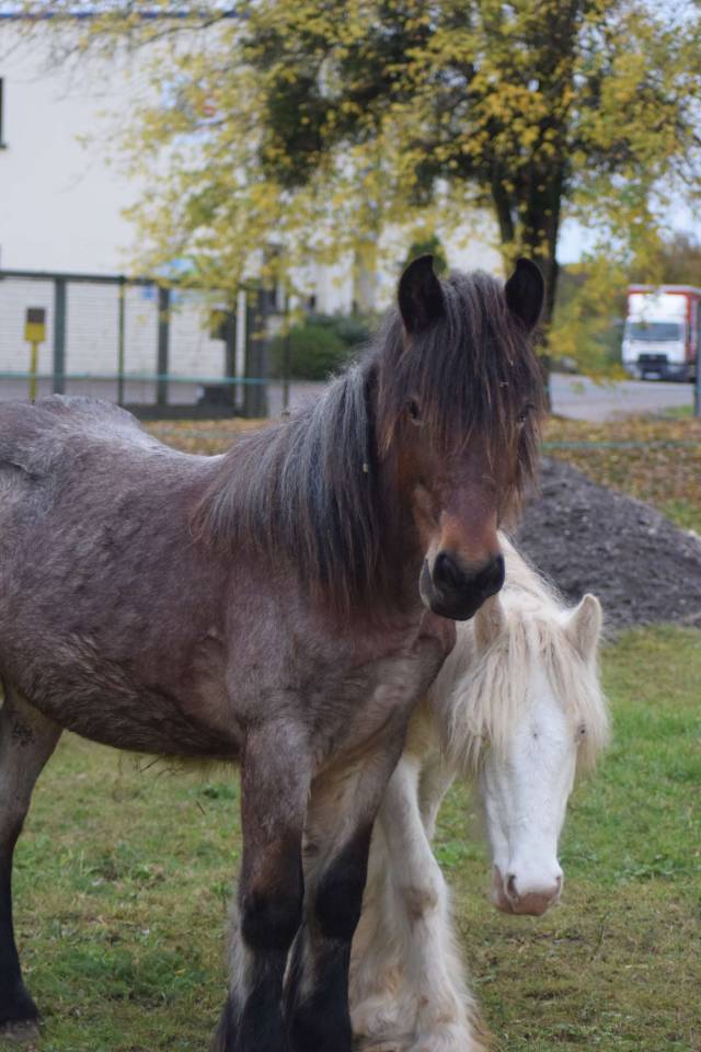 Irish cob
