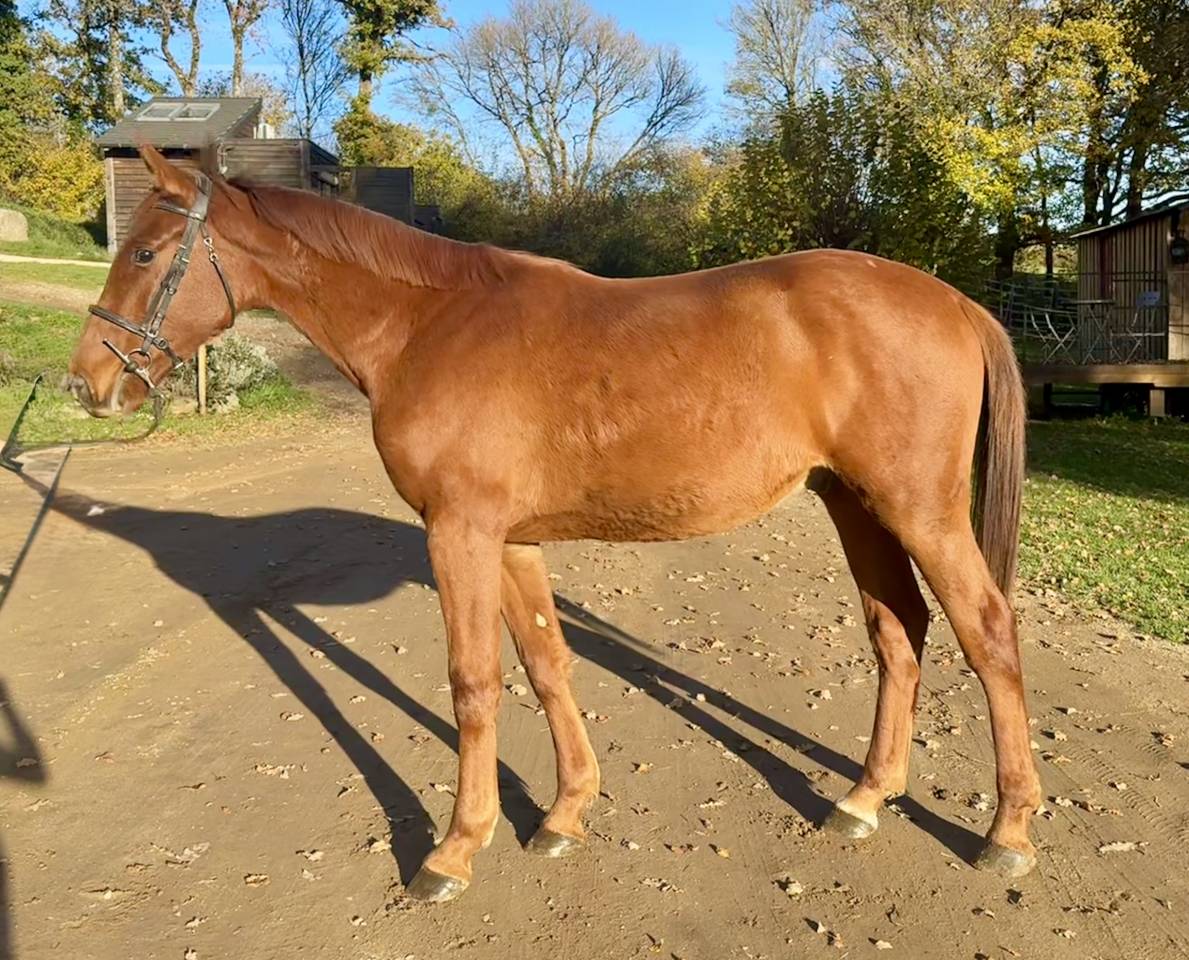 Hongre 2 ans Selle Français par Ekano DKS