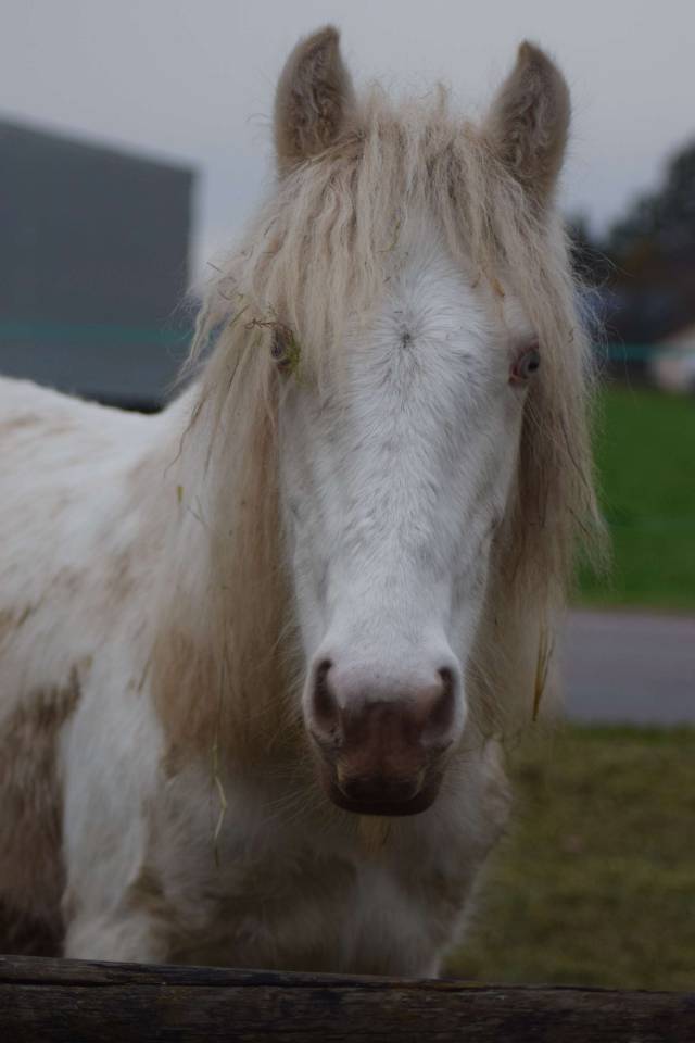 Irish cob mâle 