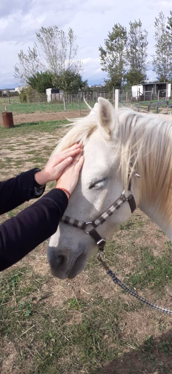 Enseignante praticienne Reiki pour animaux et humains 