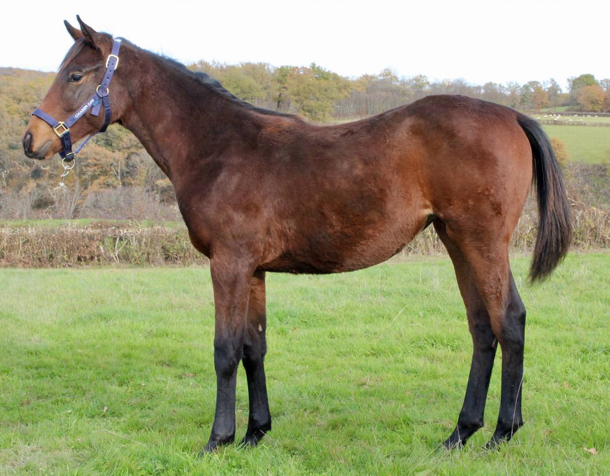 Pouliche AQPS pour course 