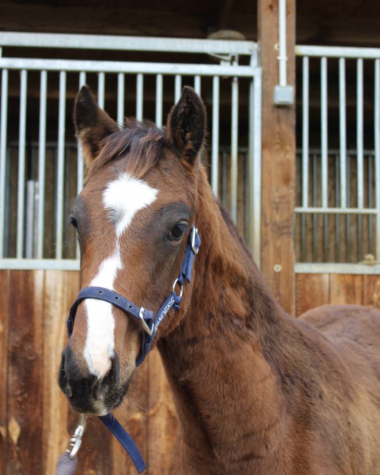 Poulain AQPS par David du Berlais 