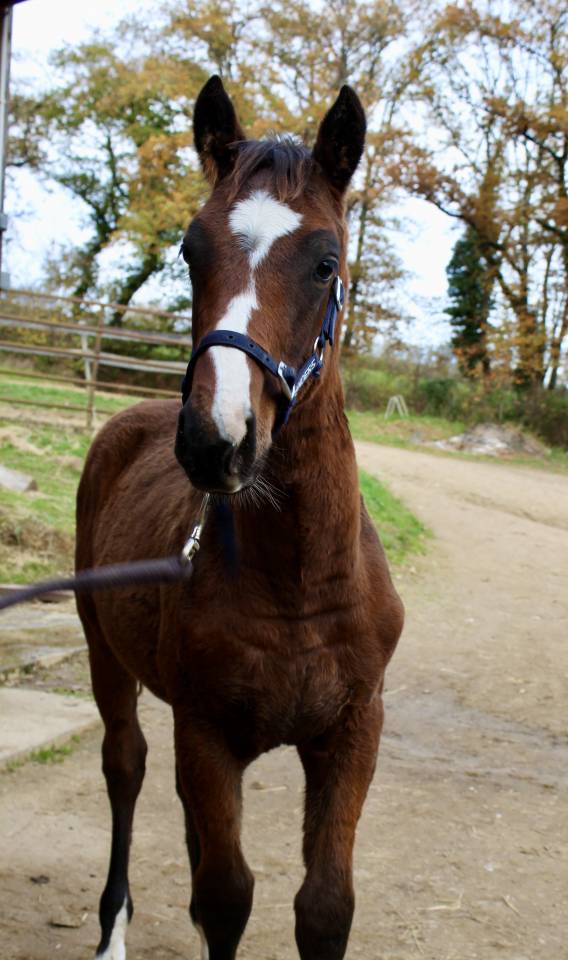 Poulain AQPS par David du Berlais 