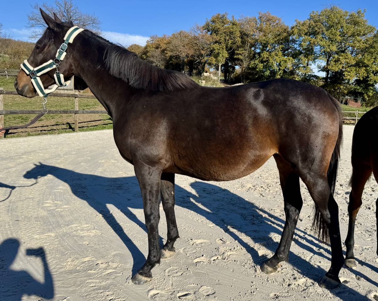 Poulinière AQPS pleine SF 