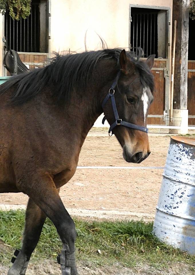Poney Welsh part-Bred 3 ans