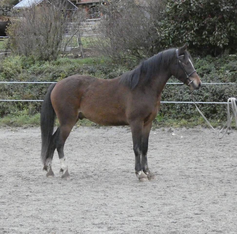 Poney Welsh part-Bred 3 ans