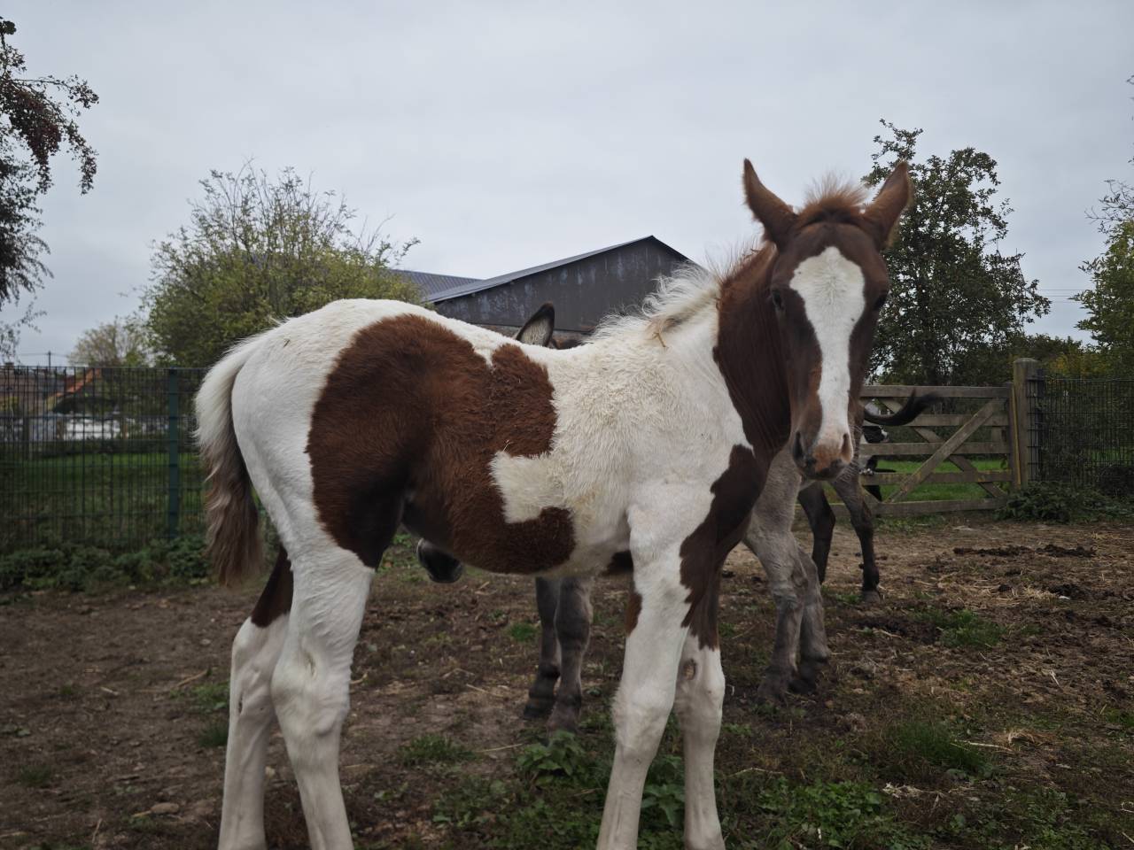 Poulain pie alezan origine connue 