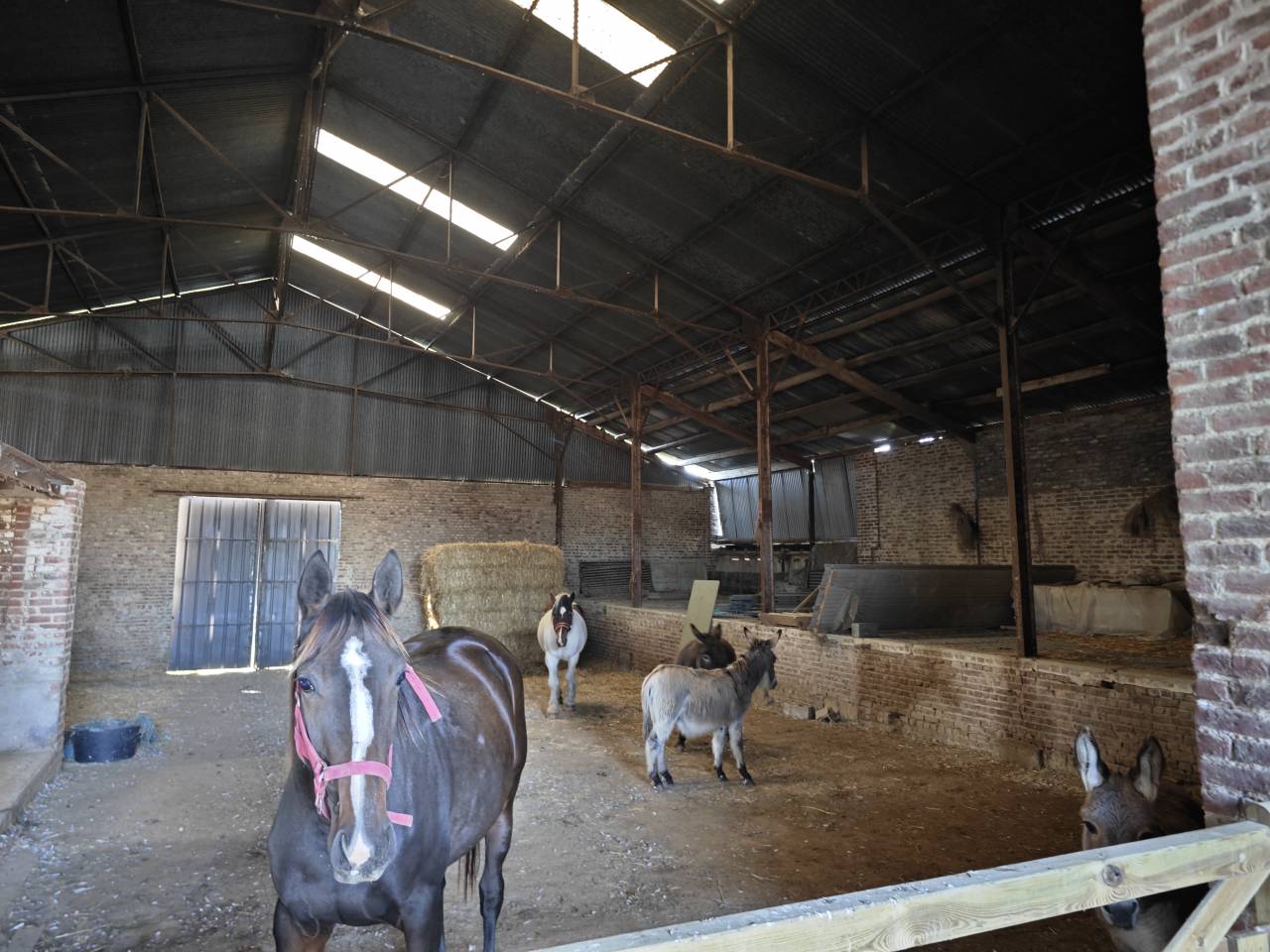 Poulain pie alezan origine connue 