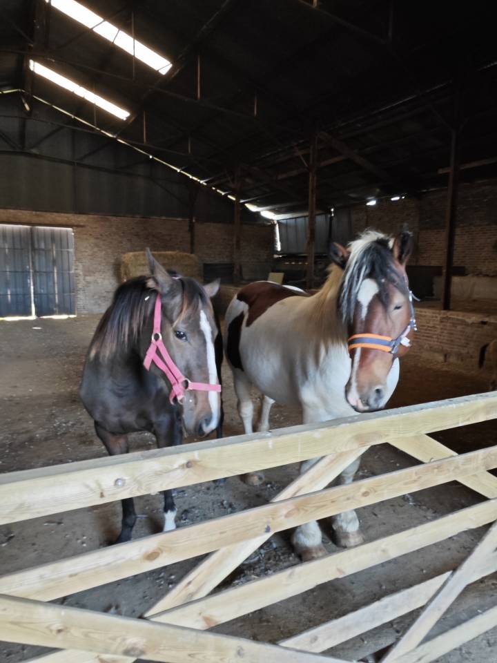 Poulain pie alezan origine connue 