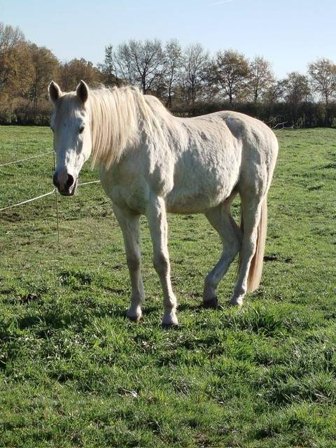 Titan Cheval de Loisir