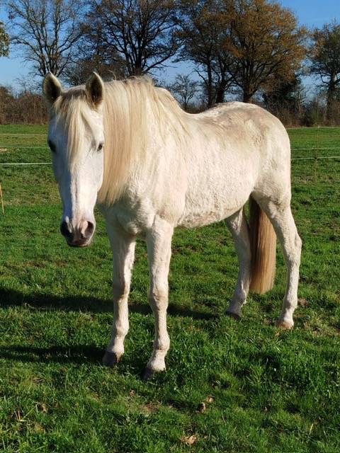 Titan Cheval de Loisir