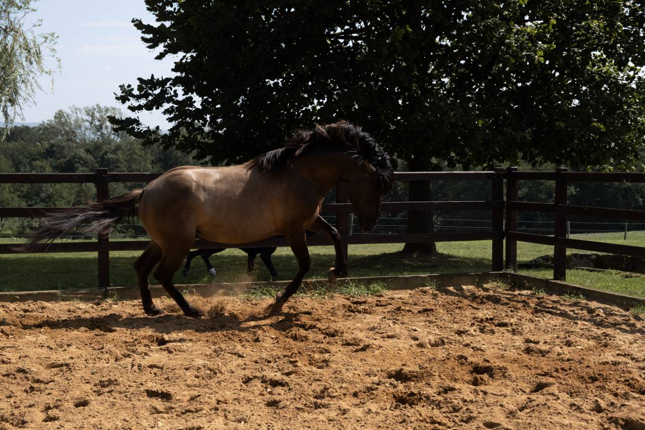 SAILLIE 2026 AMERCICAN AZTECA HORSE FONDATION