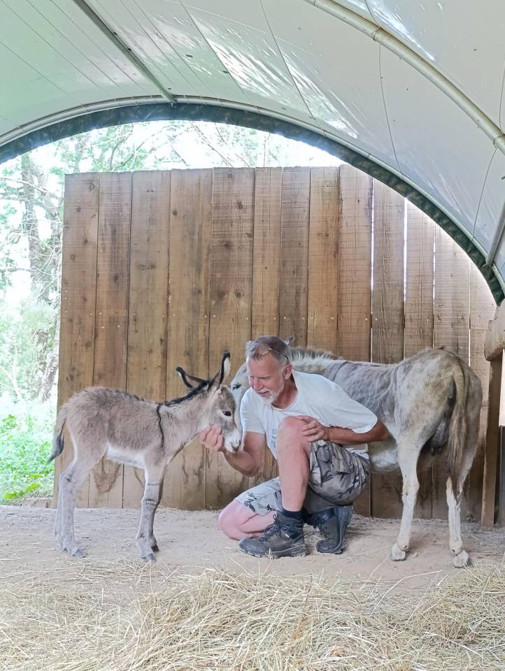 Ânes Sardes miniatures