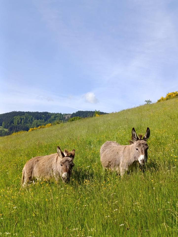 Ânes Sardes miniatures