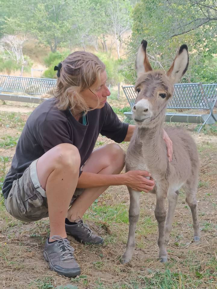 &Acirc;nes Sardes, miniatures