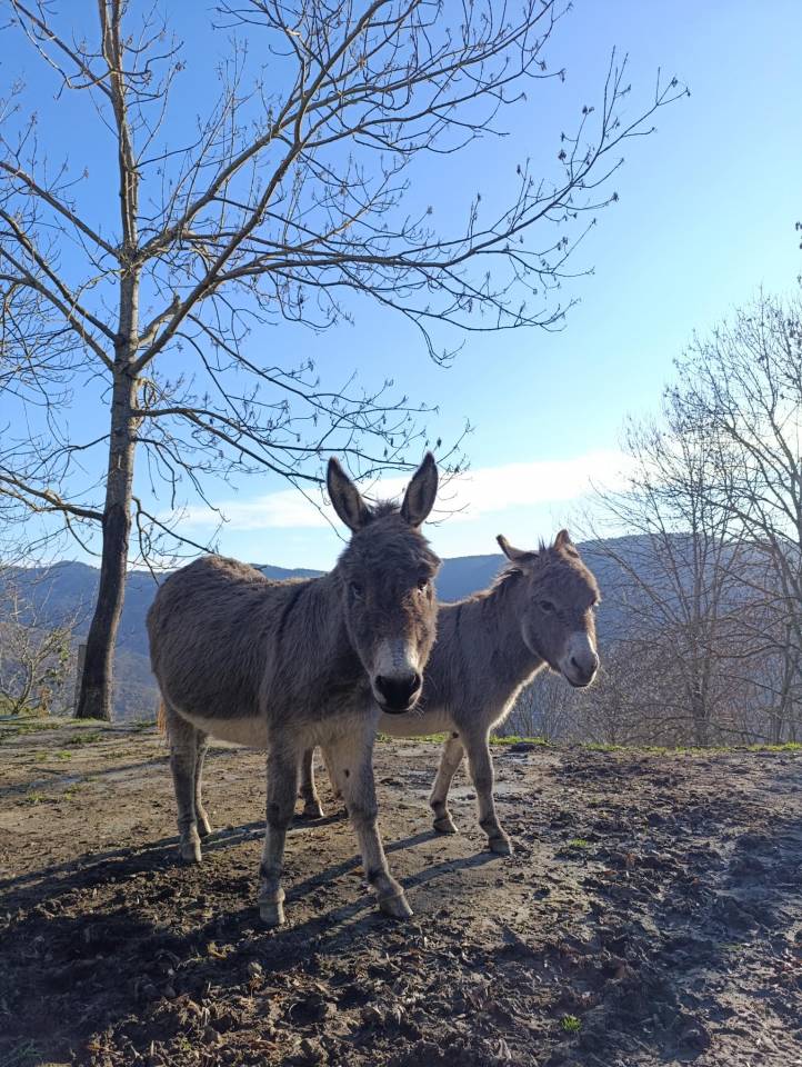 &Acirc;nes Sardes, miniatures