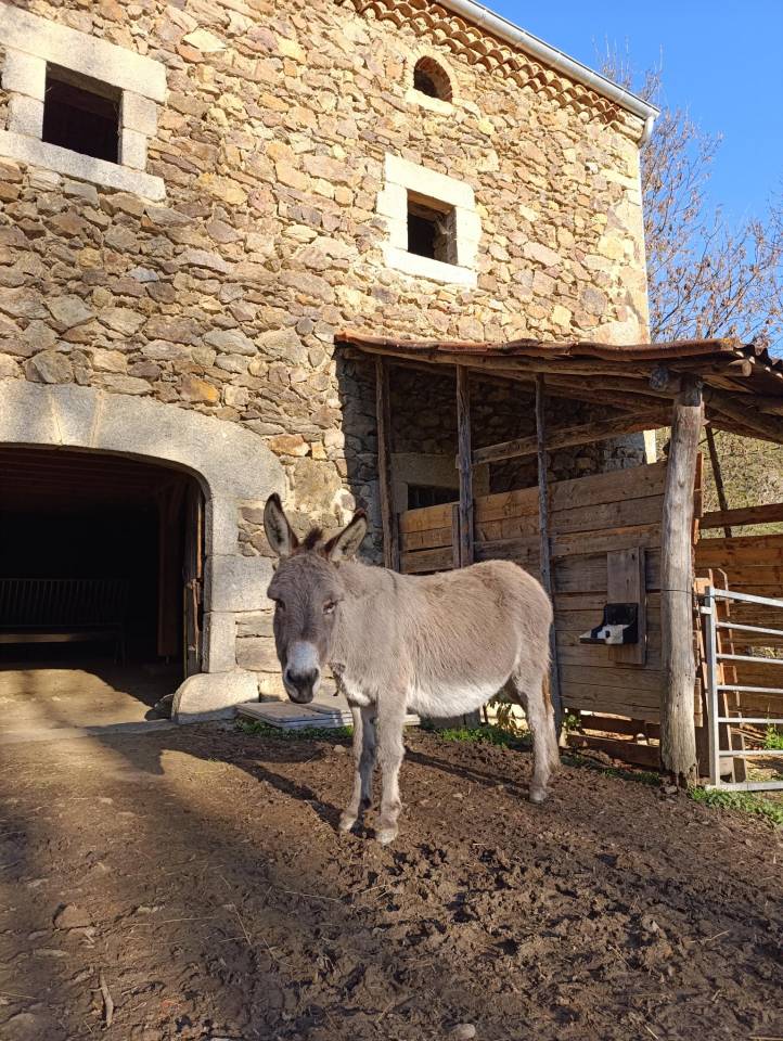 &Acirc;nes Sardes, miniatures